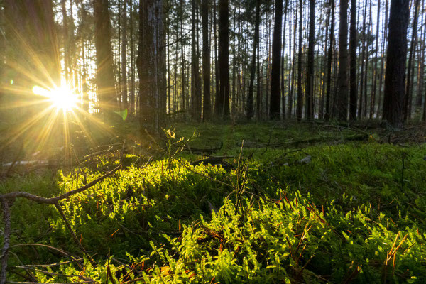Lichtspiele im typisch fränkischen "Steckerlaswald"