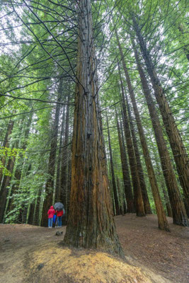 Der Sequoia-Wald bei Cabezón de la Sal (Tour 34)