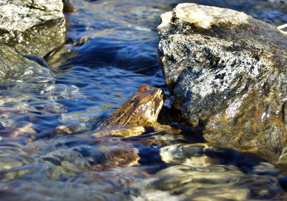 Frosch im Bergbach unterhalb vom Salzachgeier, Kitzbüheler Alpen