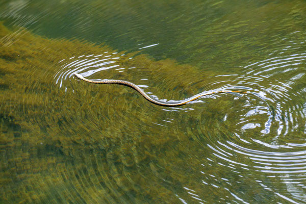 Wasserschlange, Alentejo