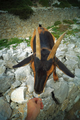 Gefräßige Bergziege in den Picos de Europa