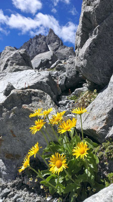 Arnika am Piz Kesch, Albula Alpen