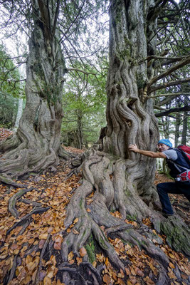 Die Eibe - ein wichtiger Baum der keltischen Mythologie, der mehrere 1000 Jahre alt werden kann