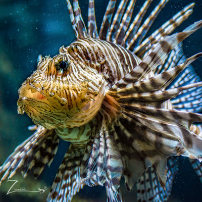 Fisch im Aquarium Berlin ISO 500, 105mm Macro, f/4.0, 1/60 Sek.