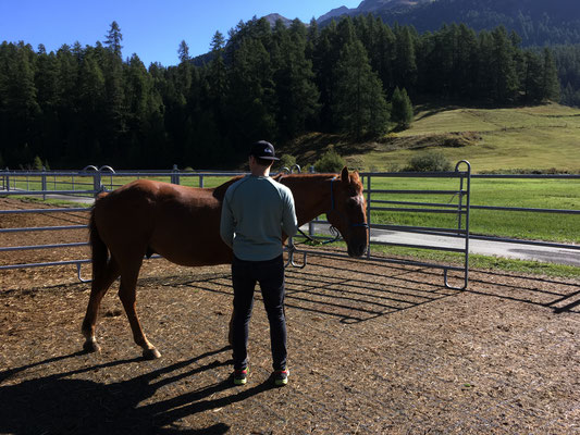 Die Beziehung zum Pferd beginnt am Boden