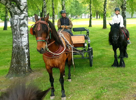Fahren hilft Pferde nochmals anders zu fördern