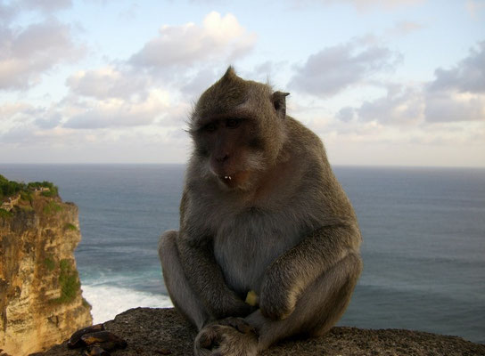 bali monkey