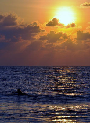 surfing by sunset