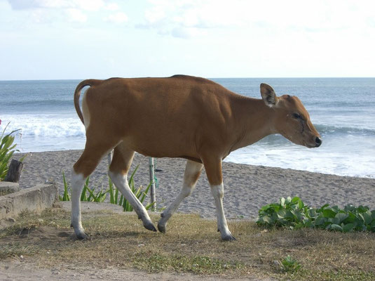 cow on the beach