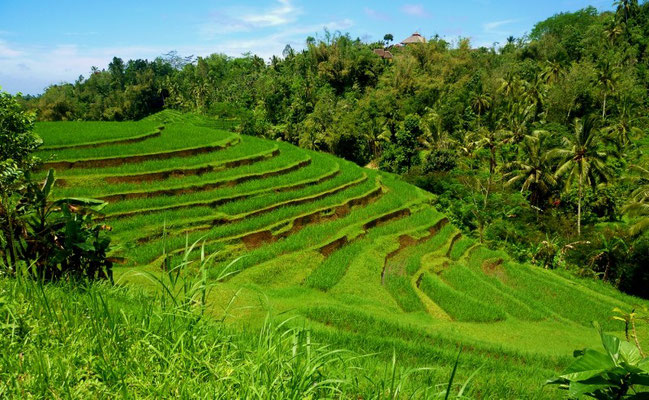 bali ricefield