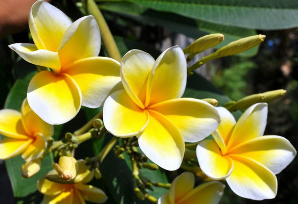 bali frangipani