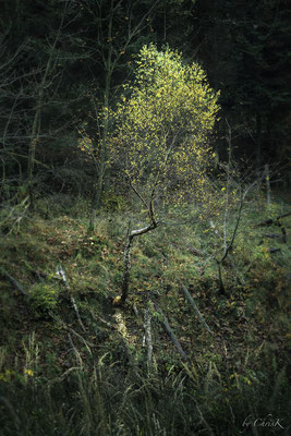 Beaver Tree - Wehebachtalsperre (DE) 2016