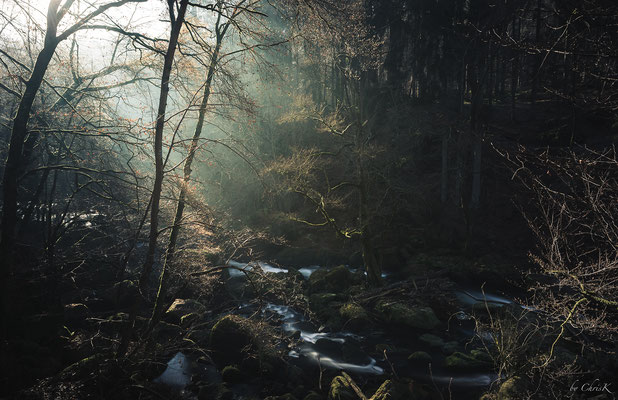 Light in the Woods - nahe Irrel (DE) 2016