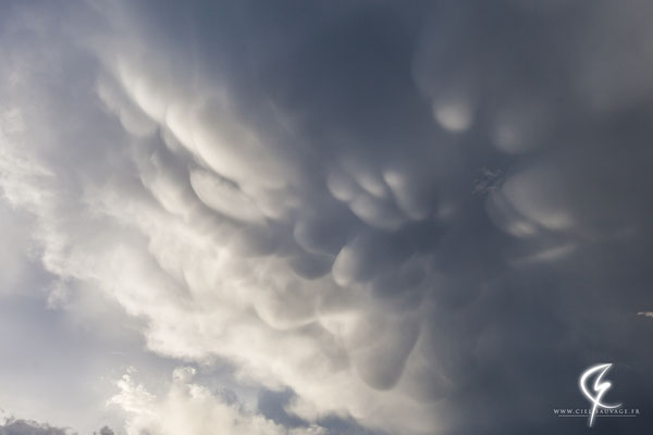 Mammatus