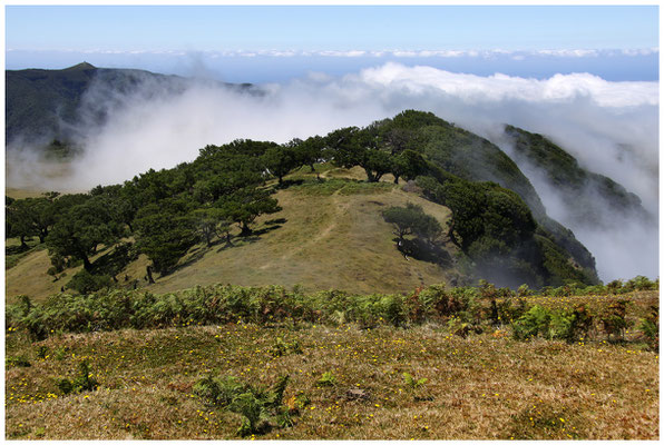 Fanal (Madeira - Portugal) © Eva Maria & Berni Müller