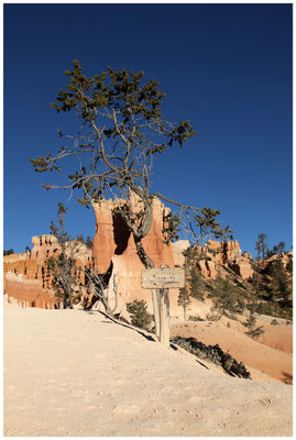 Bryce Canyon National Park - Am Queen's Garden Trail - © Martin Hackl