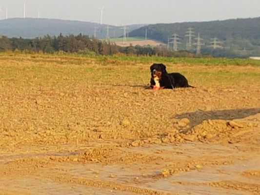 Ella und ihr Ball