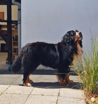 Kosmo