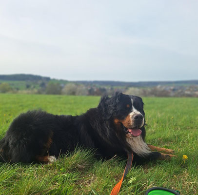 Kosmo vom Bärideich