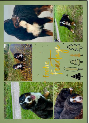 Easy und Jette mit Rudel vom Siegufer