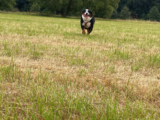 Smilla im Anflug