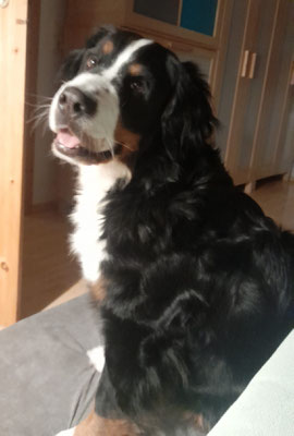 Lätty