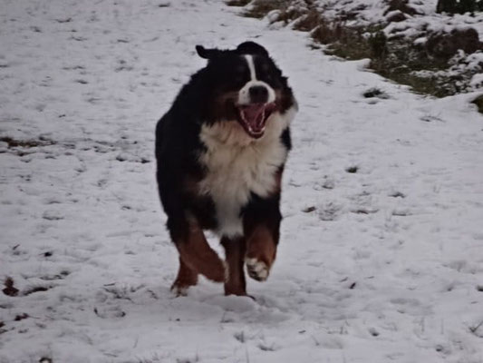 Nobby