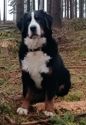 Nova