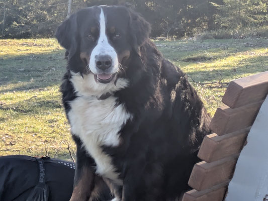 Nova