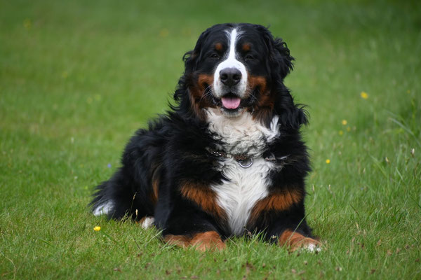 Nanook vom Bärideich hat die BGH1 in Österreich bestanden 