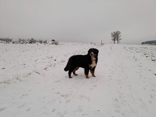Momo verliert immer mehr Fell.....