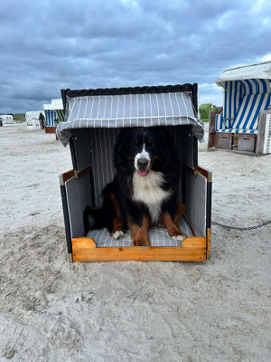 wirklich sSuper der Hundestrand in Norddeich