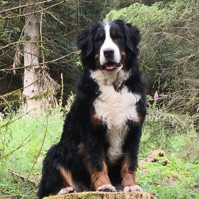 Nova in Position