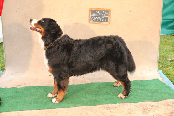 Nova