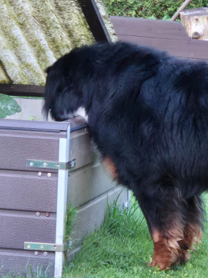 Peggy auf der suche