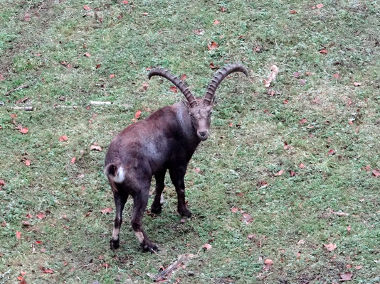 Steinbock im Gelände vom Schloss Lamberg