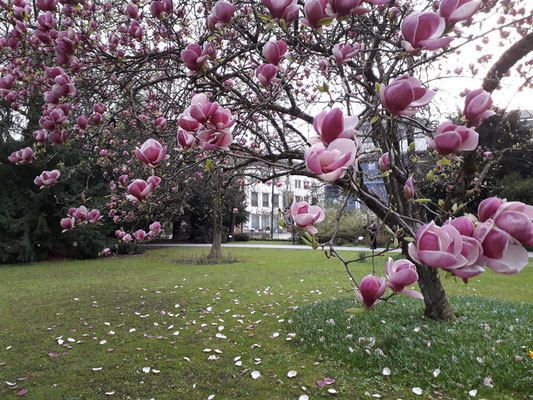 Tulpenmagnolie im Kurpark Bad Reichenhall