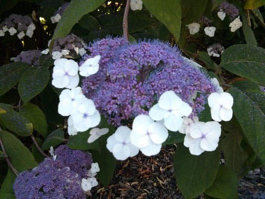 Blüte der Samthortensie (Hydrangea sargentiana) im Kurgarten Bad Reichenhall