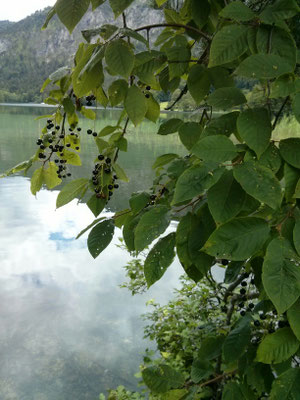 Früchte der Traubenkrische (Prunus padus) am Thumsee