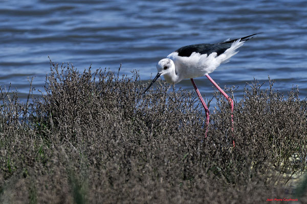 Echasse blanche. Réserve ornithologique du Teich. Photographie Jean-Pierre Couthouis. Samedi 3 avril 2021