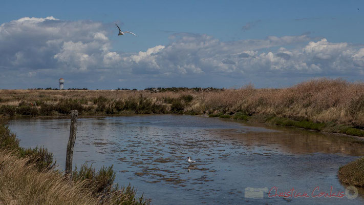 Mouette rieuse, marais salants de l'Île de Noirmoutier entre l'Epine et Noimoutier en l'Île, Vendée, Pays de la Loire