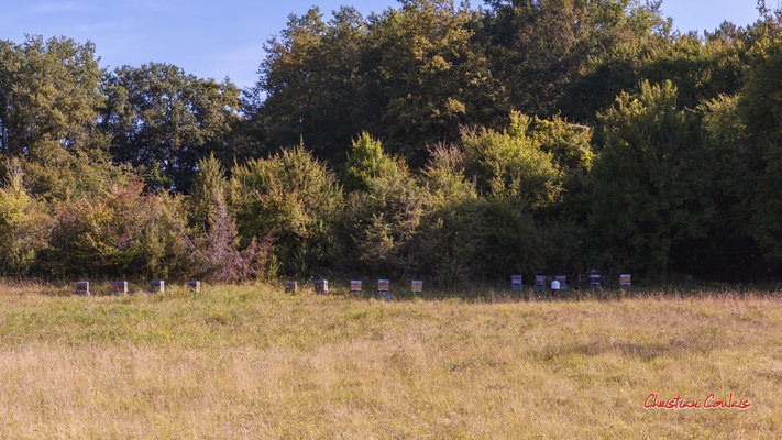 "Ruchers, patrimoine naturel" De la sation vélo de Créon à l'ancienne gare de Sadirac; 5,5km. Ouvre la voix, dimanche 5 septembre 2021. Photographie © Christian Coulais