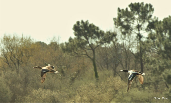 Vol d'un couple de canards colvert. Réserve ornithologique du Teich. Photographie Odile Roux. Samedi 16 mars 2019