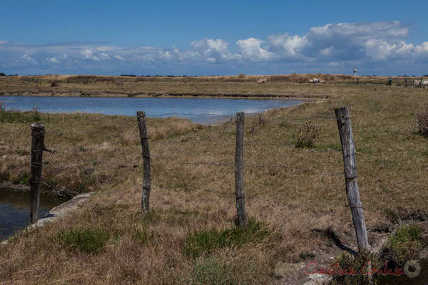 Pacage de troupeaux de vaches dans les marais salants de l'Île de Noirmoutier entre l'Epine et Noimoutier en l'Île, Vendée, Pays de la Loire