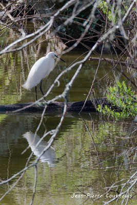 Aigrette garzette. Réserve ornithologique du Teich. Photographie Jean-Pierre Couthouis. Samedi 16 mars 2019