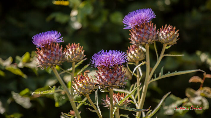 Résilience et Anthropismes. Éric LENOIR, paysagiste, pépiniériste, Frédérique GIVAUDAN, décoratrice en matériaux naturels. Domaine de Chaumont-sur-Loire. Lundi 13 juillet 2020. Photographie © Christian Coulais