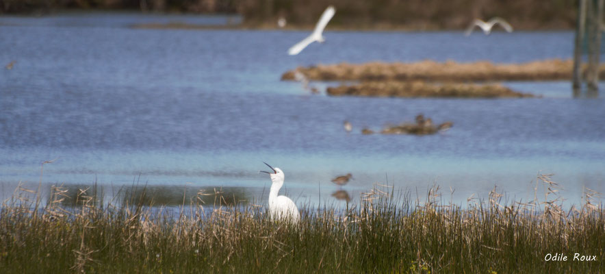 Aigrette garzette. Réserve ornithologique du Teich. Photographie Odile Roux. Samedi 16 mars 2019