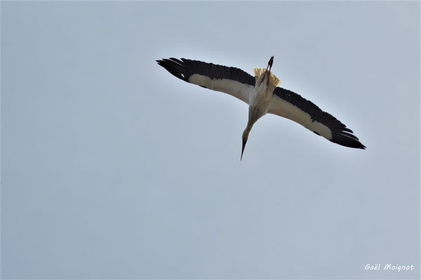 Vol de cigogne blanche. Réserve ornithologique du Teich. Photographie Gaël Moignot. Samedi 16 mars 2019