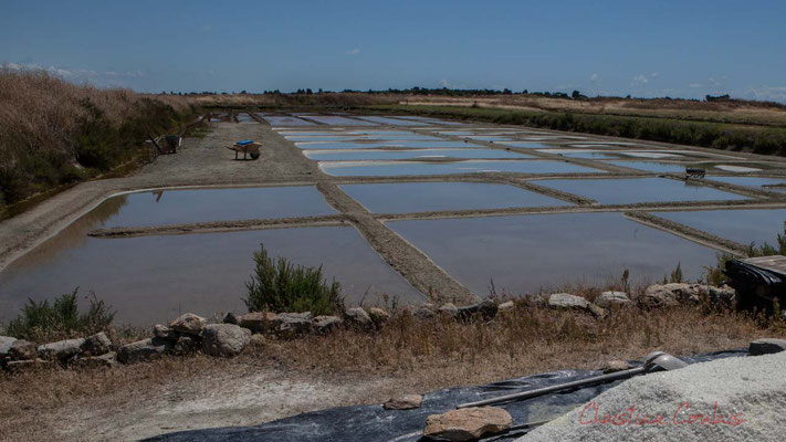 Les œillets des marais salants de l'Île de Noirmoutier entre l'Epine et Noimoutier en l'Île, Vendée, Pays de la Loire