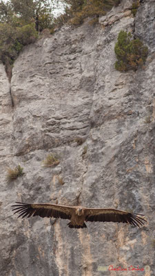 Vautour fauve, gorges de Lumbier, Navarre / Buitre leonado, Foz de Lumbier, Navarra